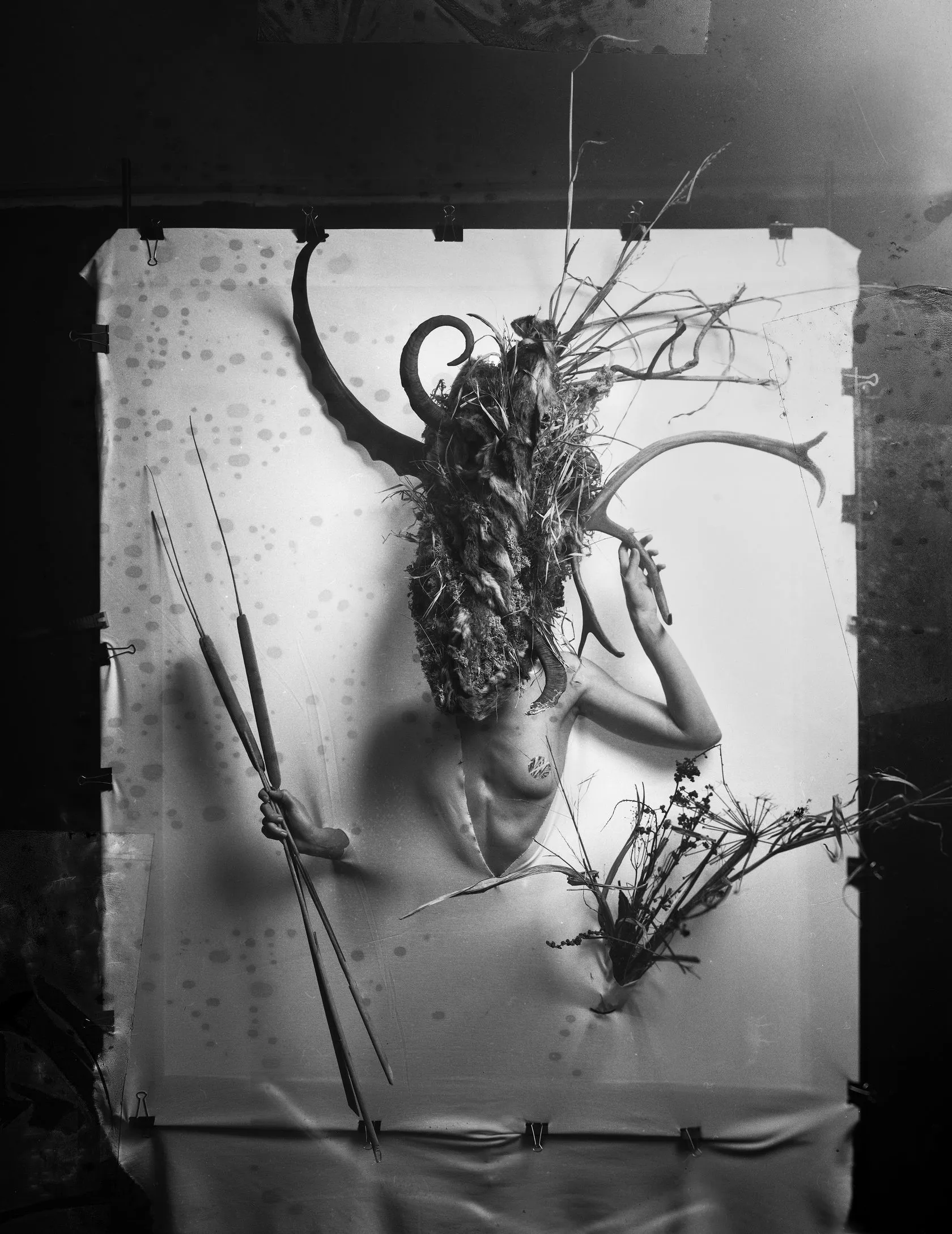 A figure in a mask of horns, antlers and dry grass pushes through a white sheet, holding reeds.