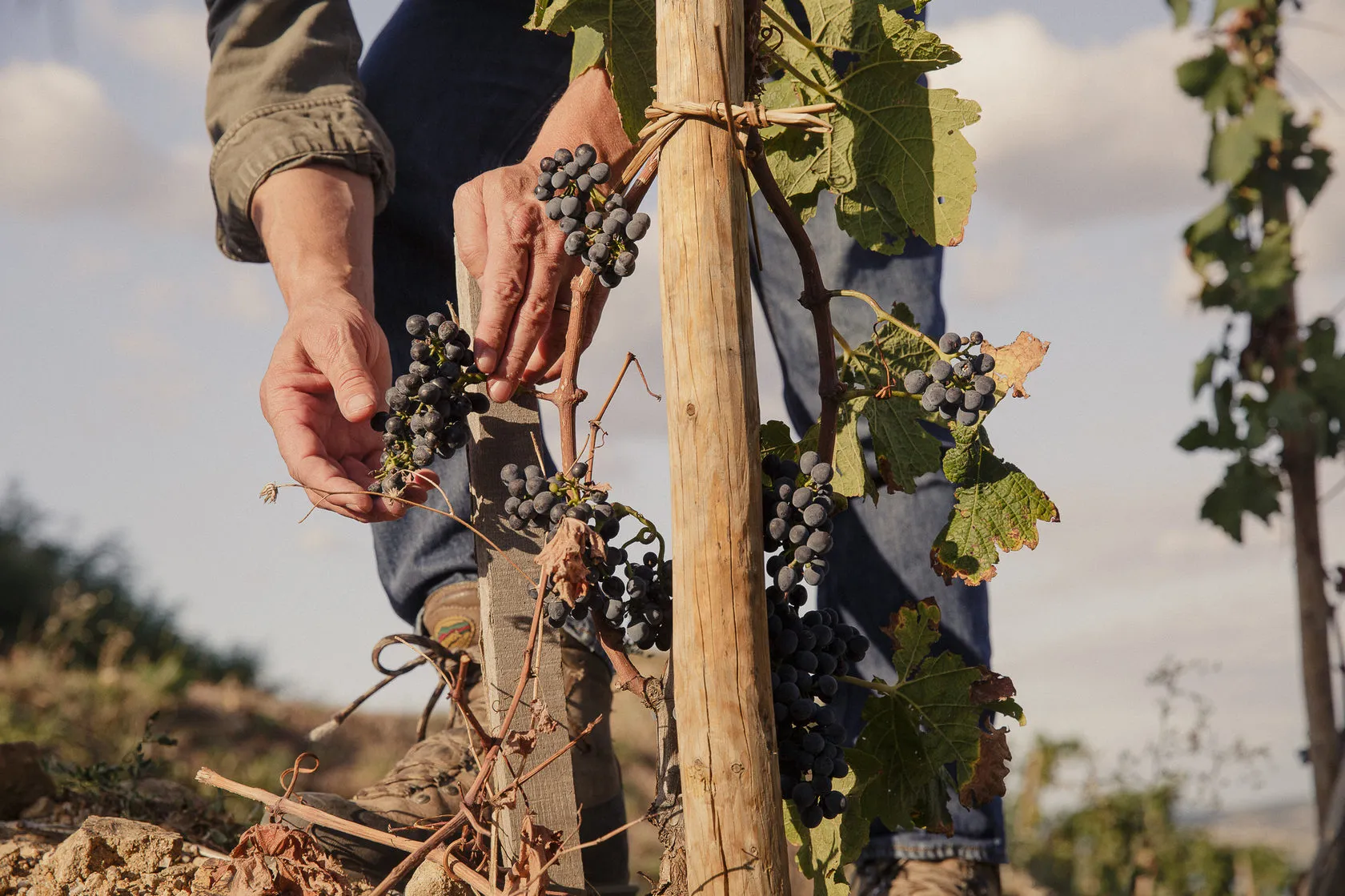Hands pick a bunch of dark grapes from a vine tied to a wooden stake.