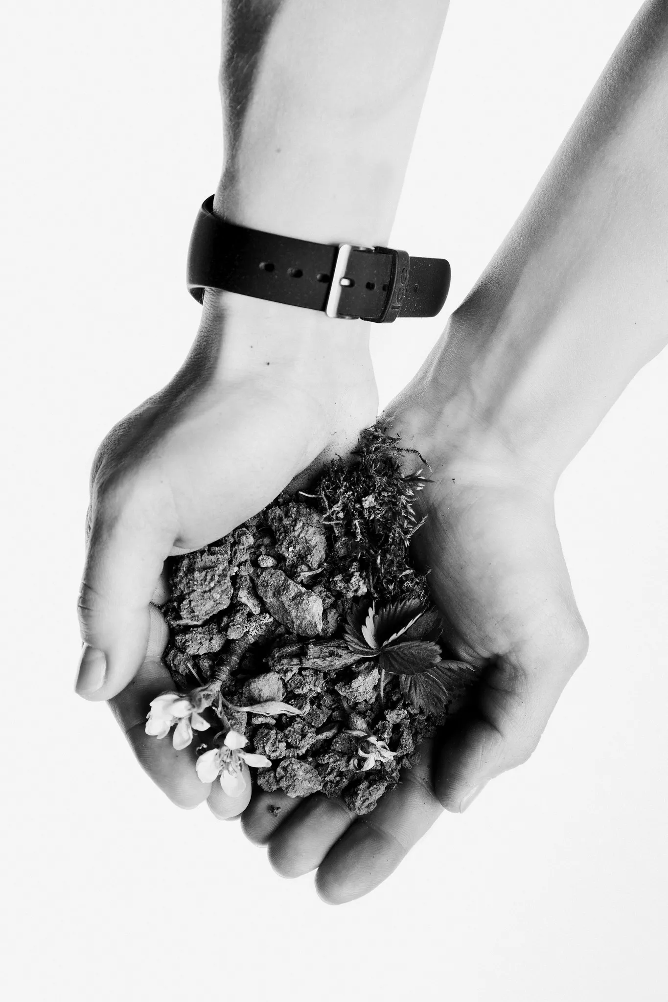 Cupped hands, a watch on one wrist, hold soil and small plants.