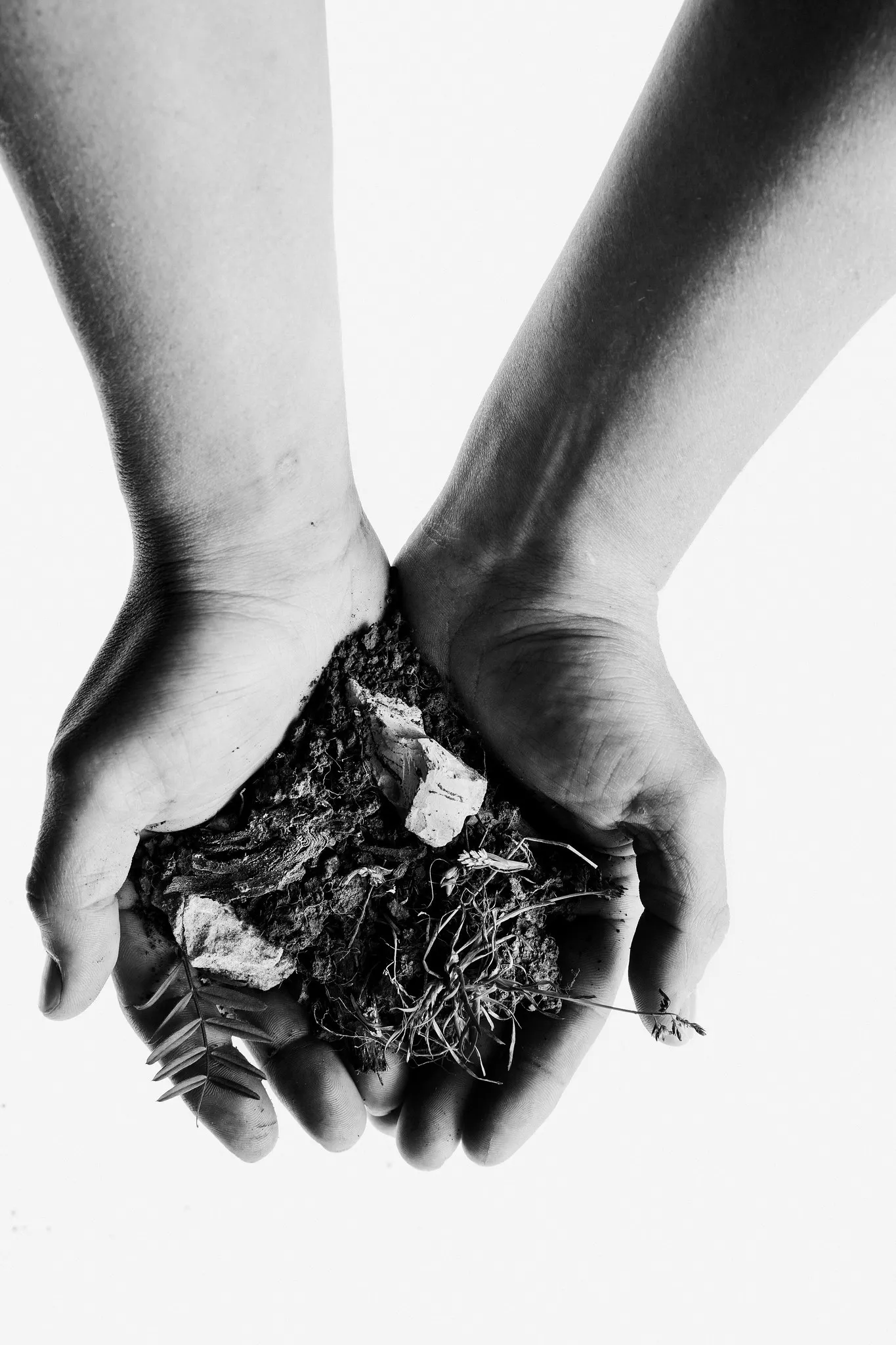 Cupped hands hold soil, grass and white stones.