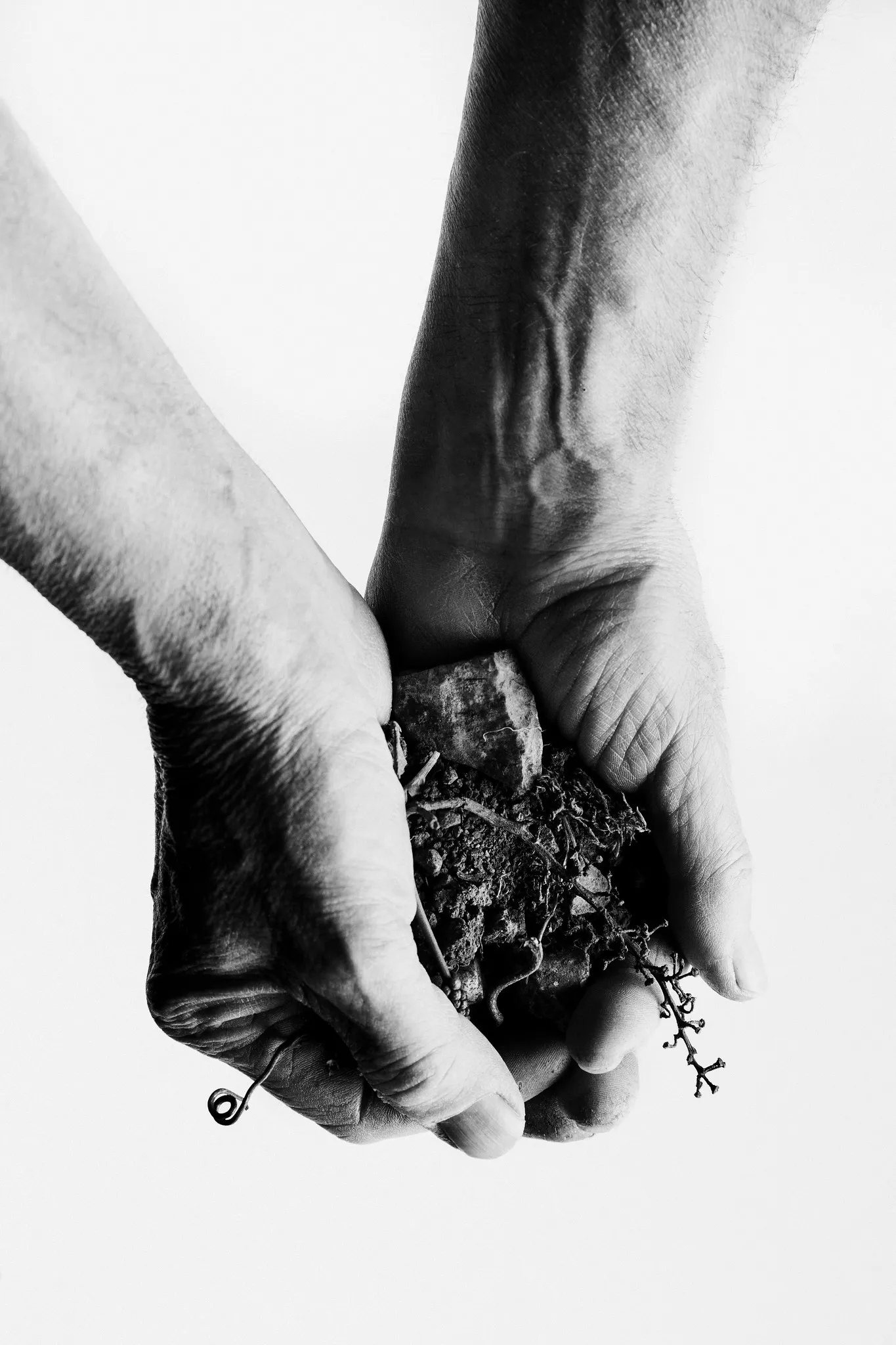 Veined hands hold soil, a stone and a sprig of a plant.