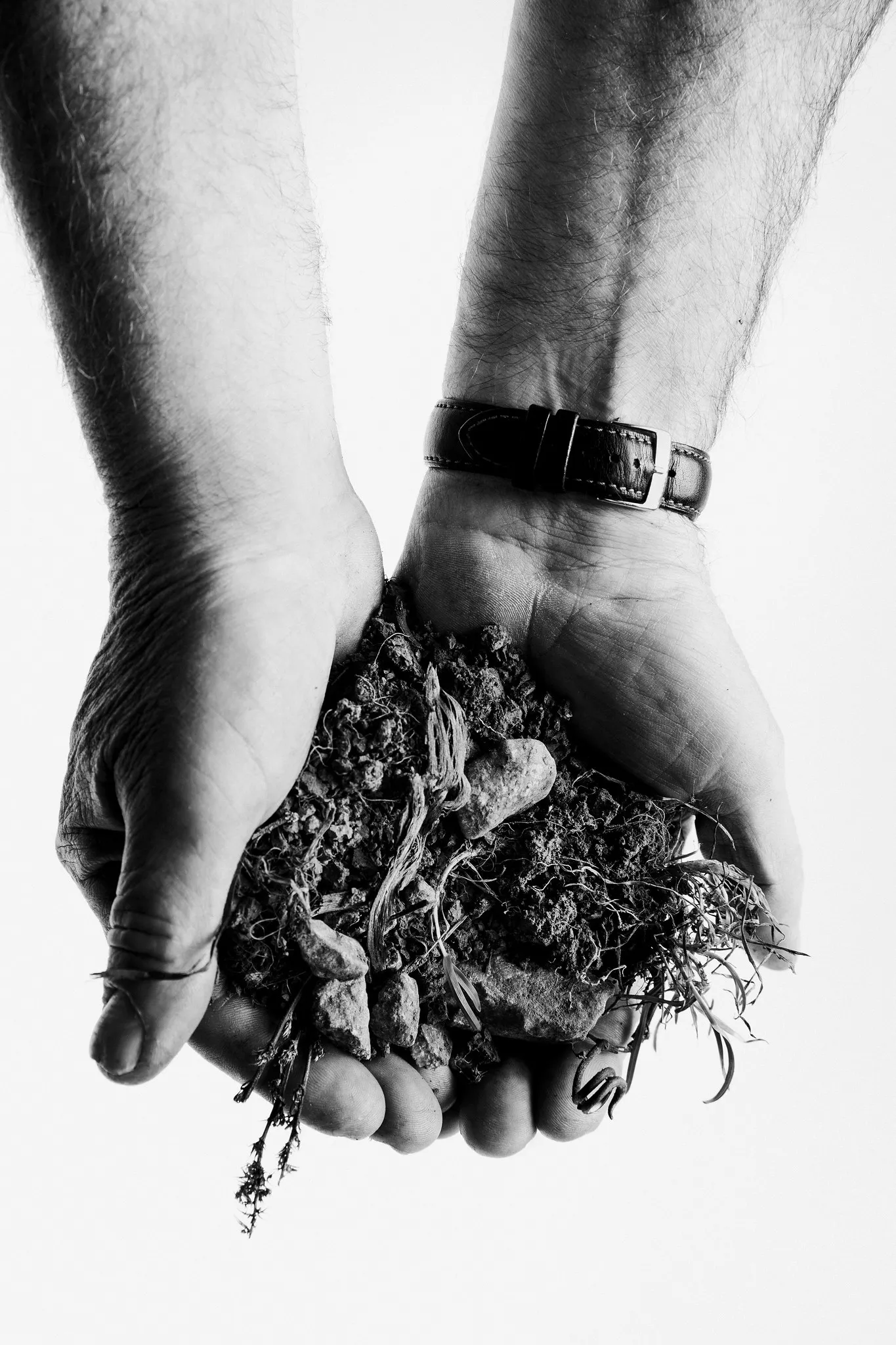 Hairy forearms, a watch on one wrist, hold soil and wild plants.