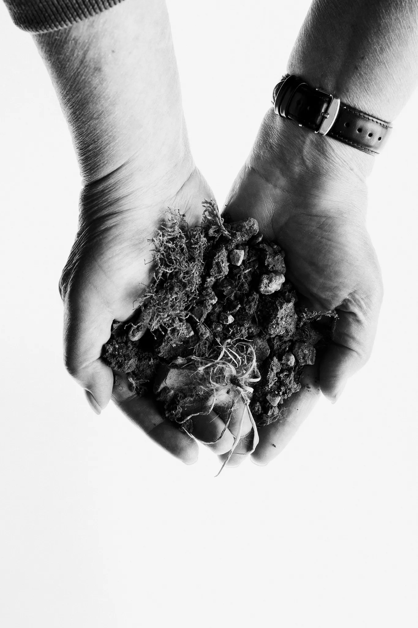 Hands, a watch on one wrist, hold soil and dry roots.
