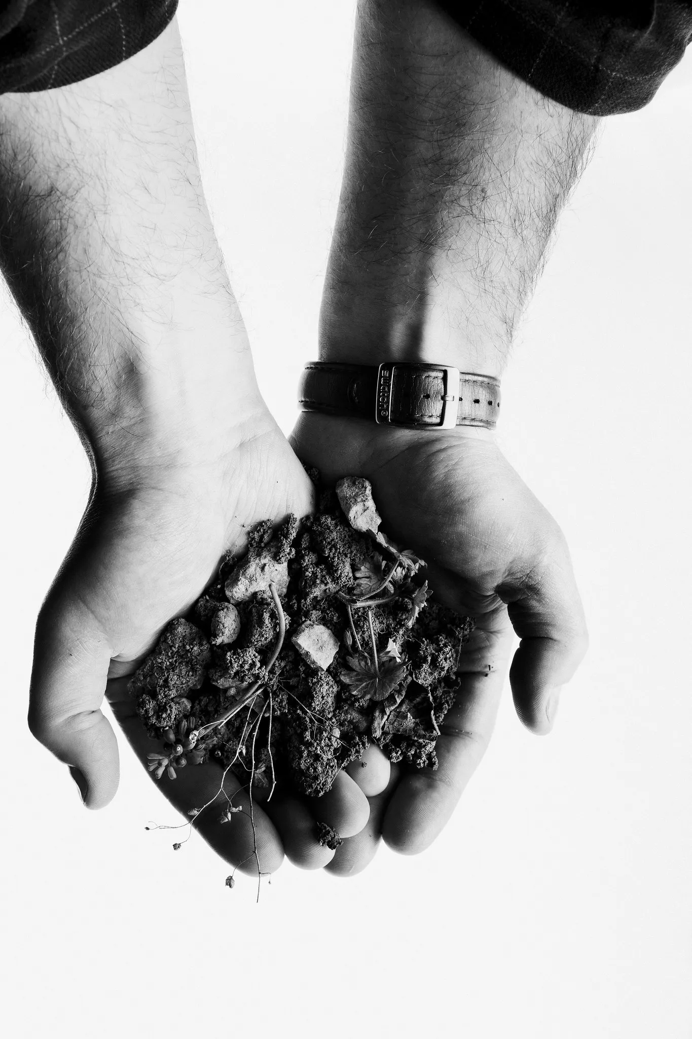 Hairy hands, a watch on the wrist, hold dark soil and roots.