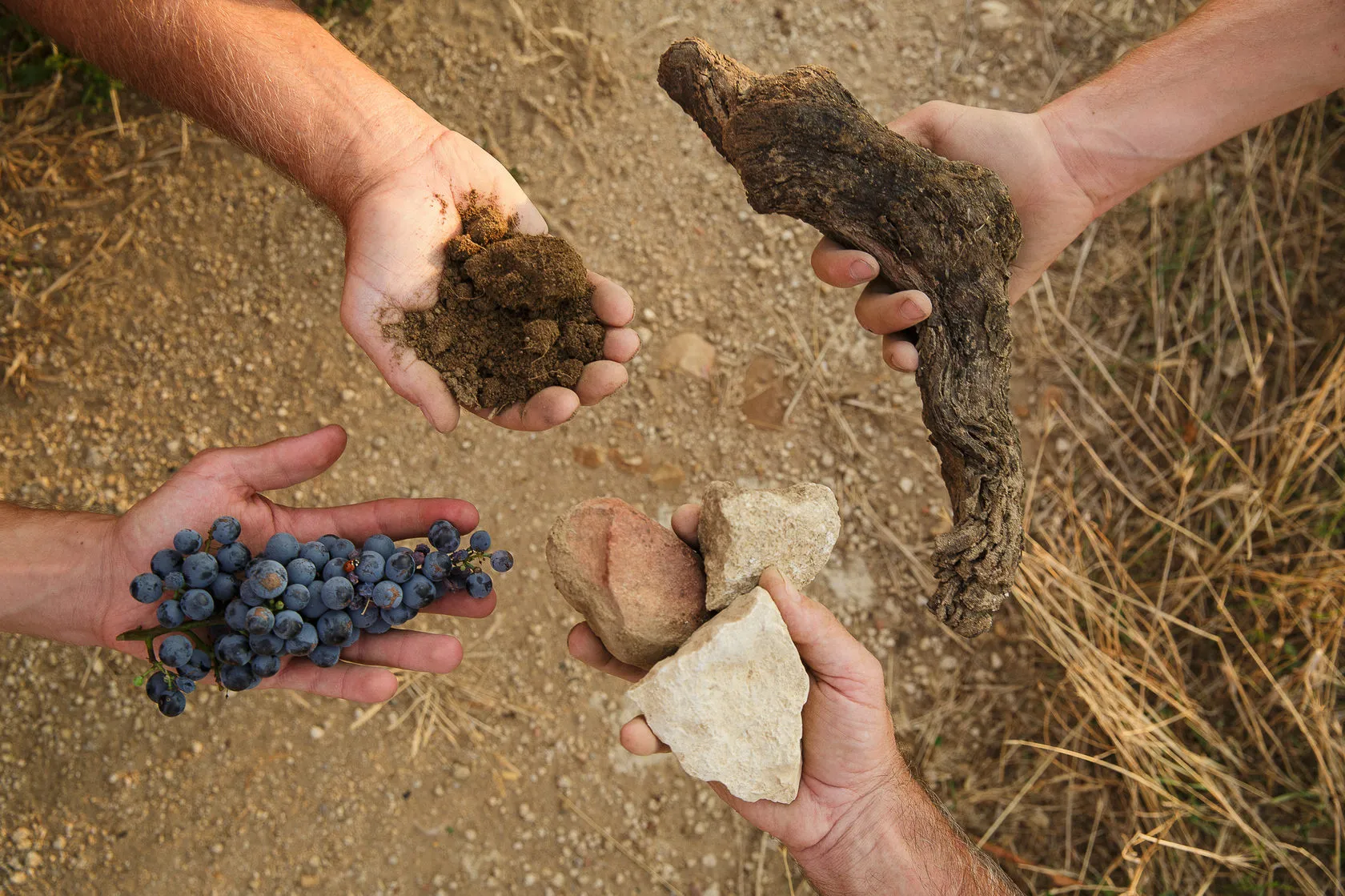 Hands hold soil, a vine root, grapes and pale stones.